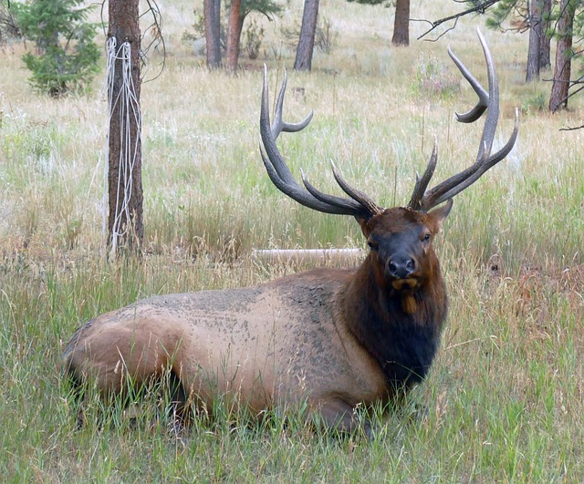 Free Urban Wildlife Elk Bull Elk Resting photo and picture