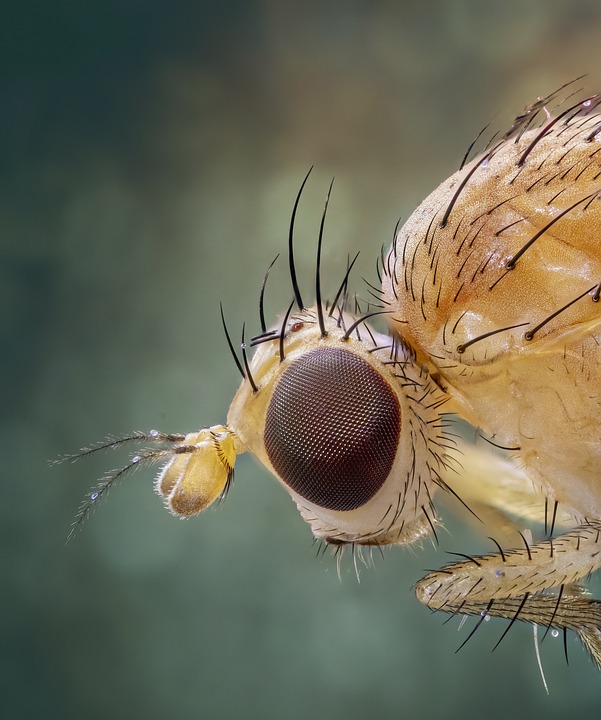 Full Fly Insect Fly Insect Bug - Free photo on Pixabay - Pixabay