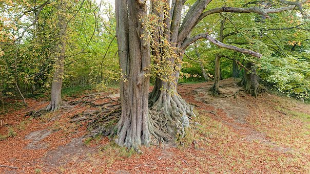 Free Forest Tree photo and picture