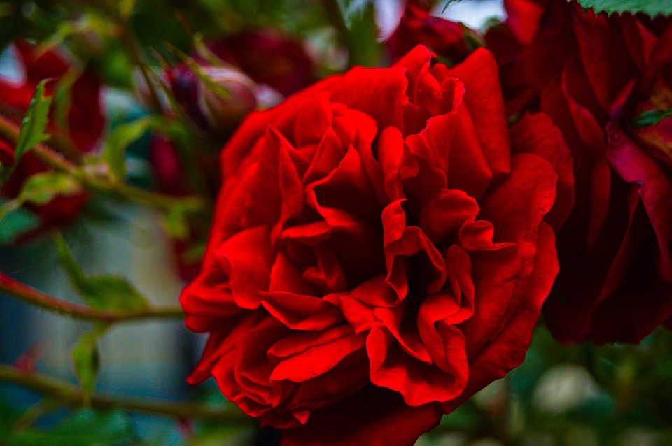 Pétales De Roses Rouges Rose Rouge Pétales Rouges - Photo gratuite sur Pixabay - Pixabay