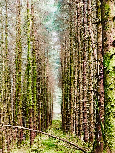Free Forest Trees photo and picture