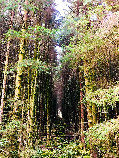 Free Forest Trees photo and picture