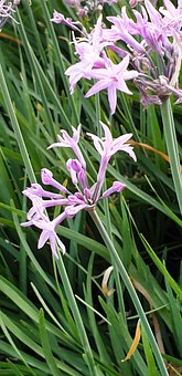Liljer, Blomst, Lilla, Blomstre, Natur
