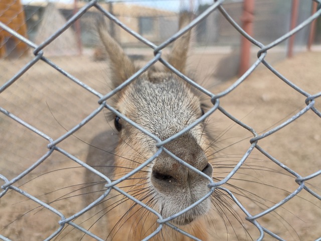 Free Capybara Zoo photo and picture