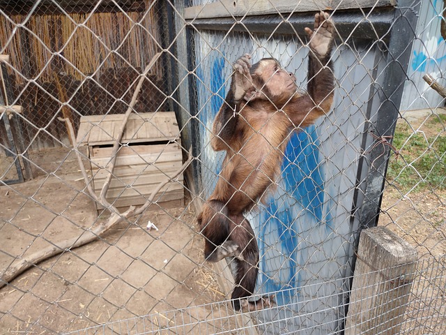 Free Monkey Zoo photo and picture