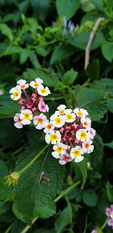Lantana, Blomst, Blomstre, Have, Plante
