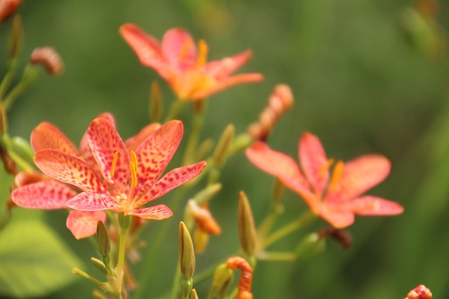 Free Lily Flower Background photo and picture