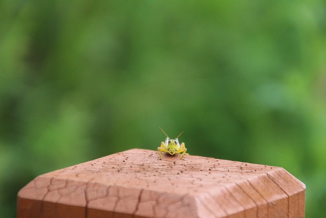 Free Grasshopper Locust photo and picture