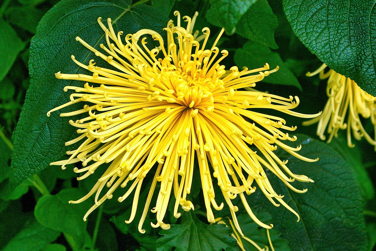 10+ Free Spider Chrysanthemum & Chrysanthemum Images Pixabay