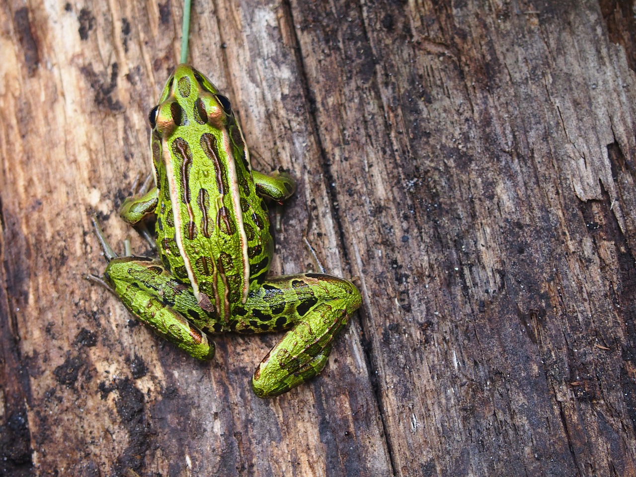 Frog - free online jigsaw puzzle photo