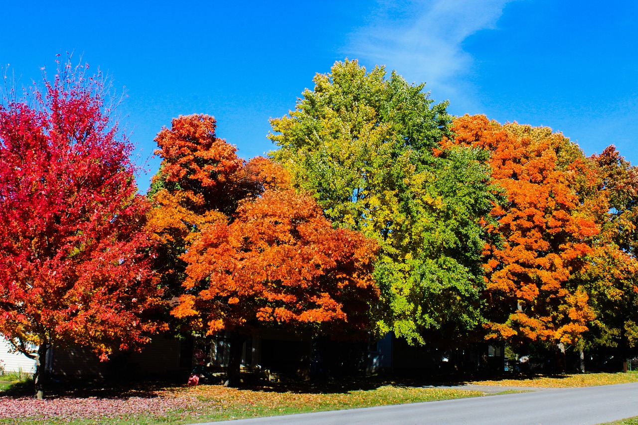 落下 树木 秋天 - Pixabay上的免费照片 - Pixabay