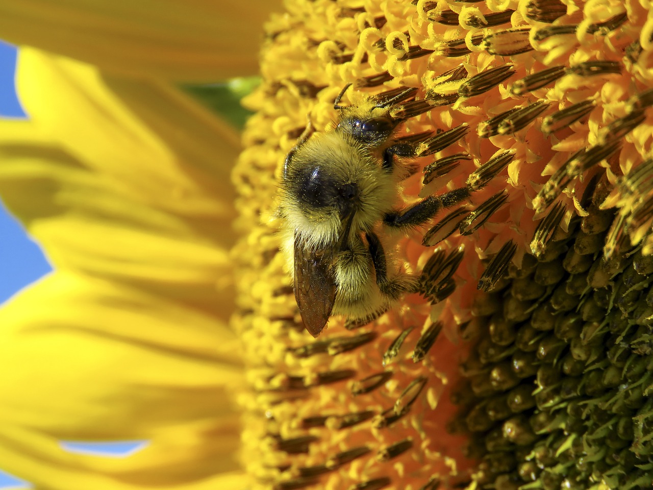 Flower Sunflower Petals - Free photo on Pixabay - Pixabay