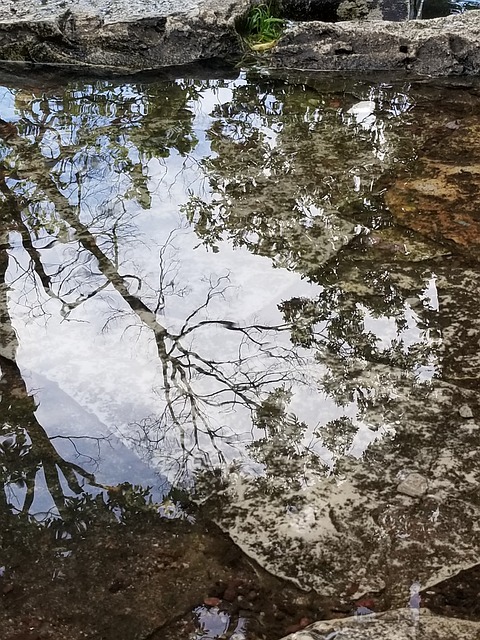 Free Reflection Reflected Tree photo and picture