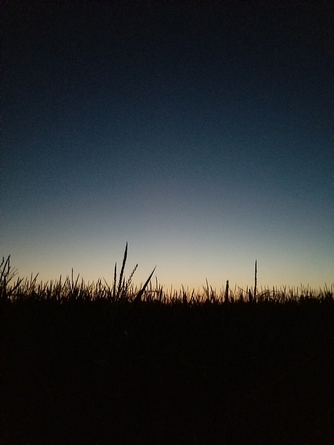 Free Cornfield Corn photo and picture