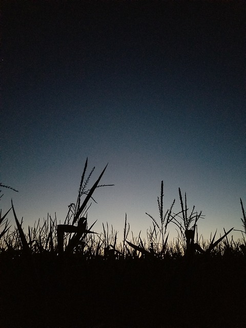 Free Cornfield Corn photo and picture