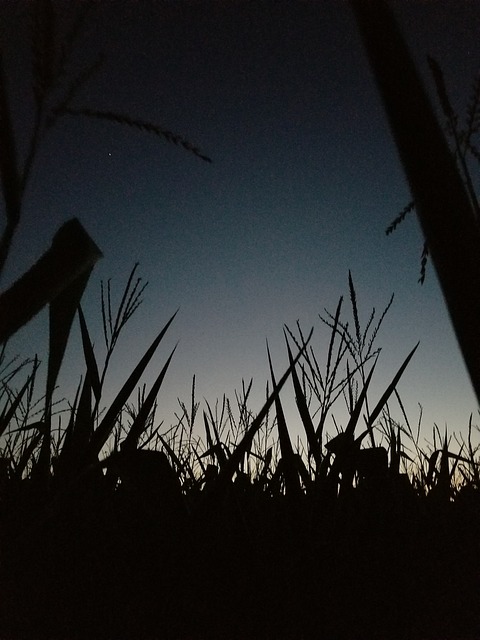Free Cornfield Corn photo and picture