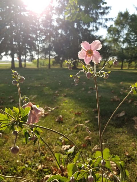 Free Flower Yard photo and picture
