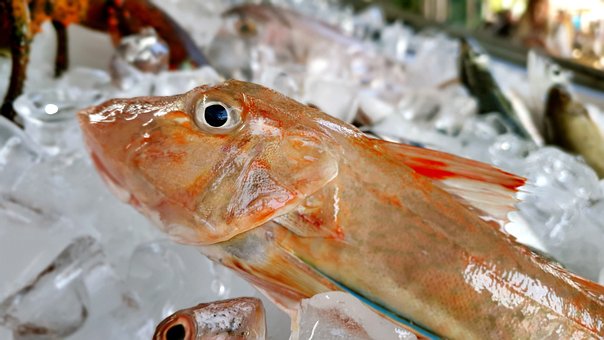 Fisk, Skaldyr, Skalaer, Finner, Tæller