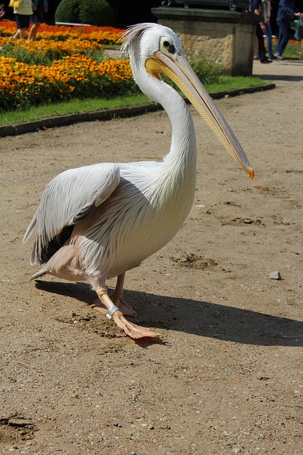 Pelikan, Zoo, Schönheit, Vogel