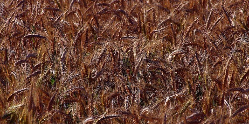 Rye Grain Field Stalks - Free photo on Pixabay - Pixabay