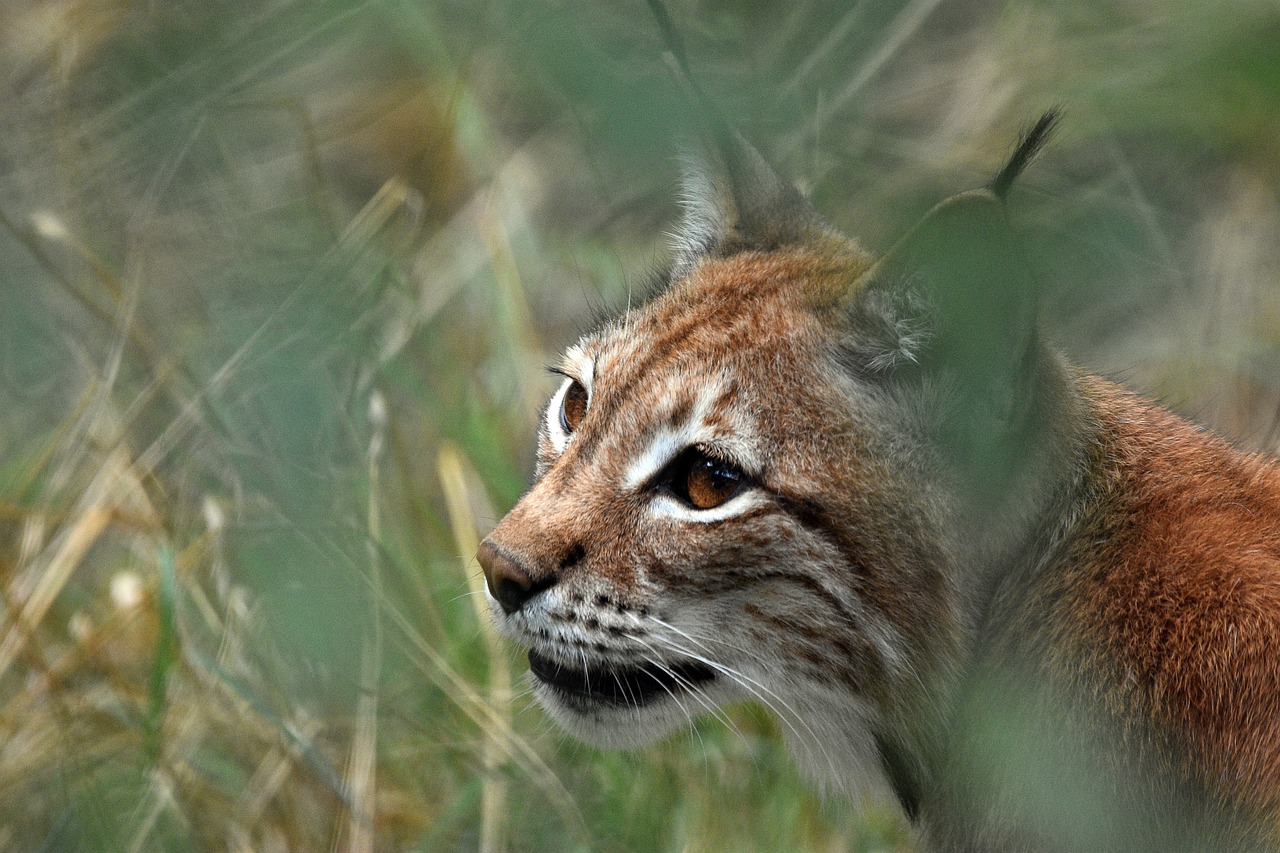 超过 400 张关于“猞猁”和“动物”的免费图片 - Pixabay