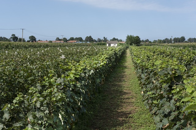 Free Open-Air Vineyard Vineyard photo and picture