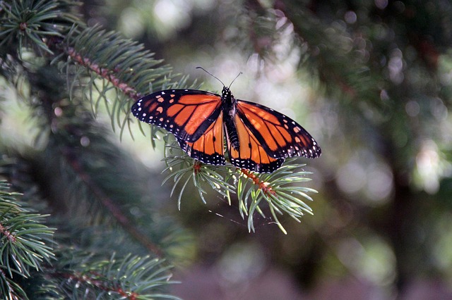 Monarch butterfly, insect, butterfly and monarch — photo by Lidbaci