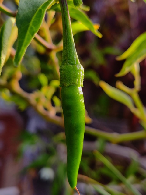 Jalapeno, Würzen, Würzig, Pflanze