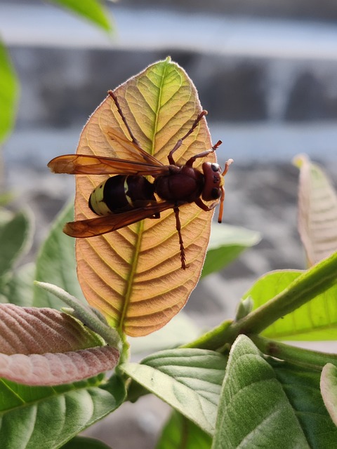Fliege, Honigbiene, Biene, Insekt, Blatt