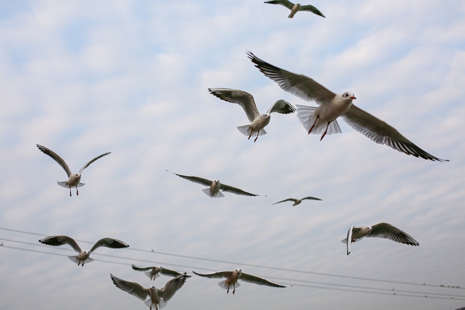 990 Koleksi Gambar Burung Di Langit Gratis Terbaru