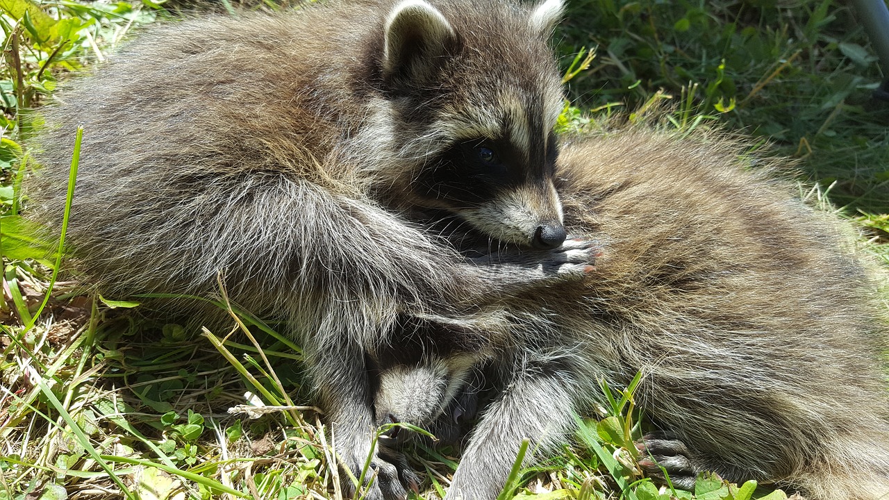 Sweet Racoon Racoon Baby Sweet - Free photo on Pixabay - Pixabay