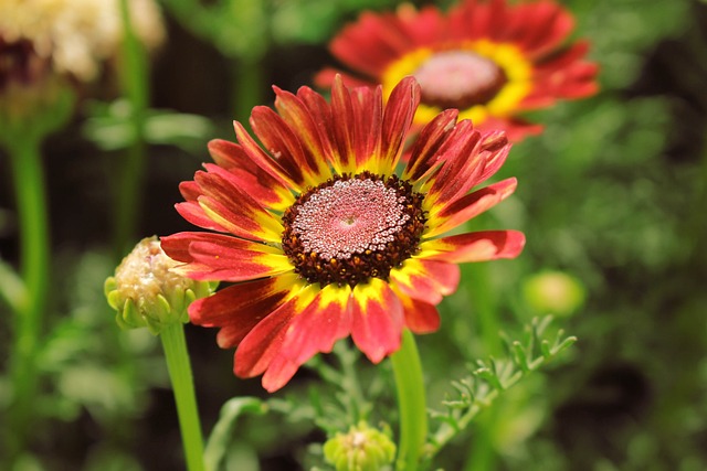 Blumen, Schöne Blumen, Blumentapete