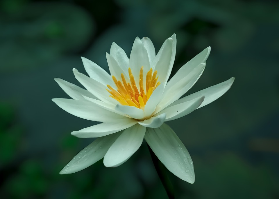 スイレン 花 花びら Pixabayの無料写真
