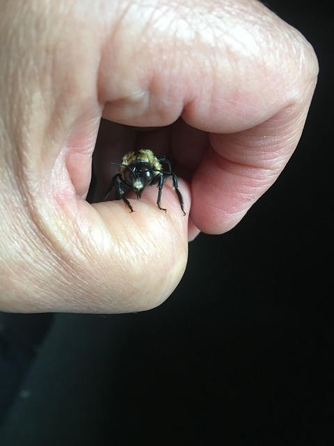 Free Carpenter Bee Bees photo and picture