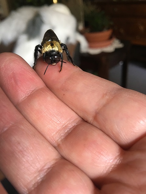 Free Carpenter Bee Bees photo and picture