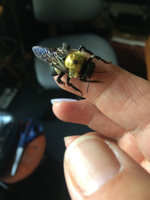 Free Carpenter Bee Bees photo and picture