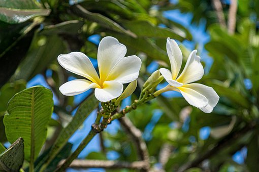 Free Flower Of Saipan Plumeria photo and picture