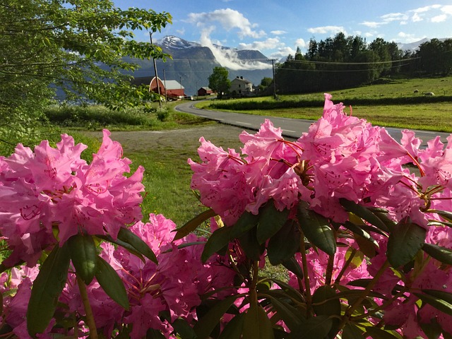 Free Norge Flower photo and picture