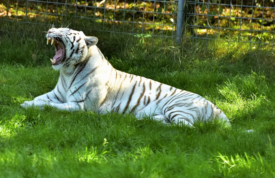 tiger-wei-er-predator-kostenloses-foto-auf-pixabay-pixabay