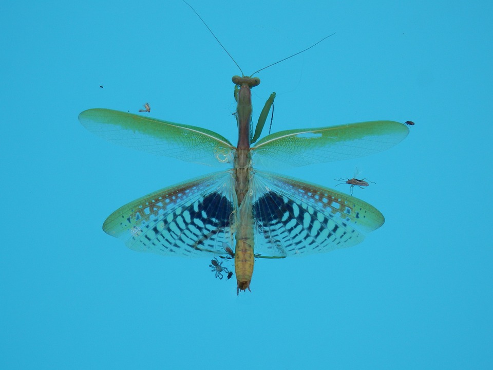 Insecto Agua Mantis - Foto gratis en Pixabay