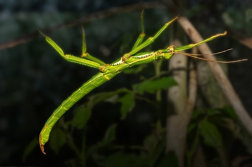 Free Tree Leaves photo and picture