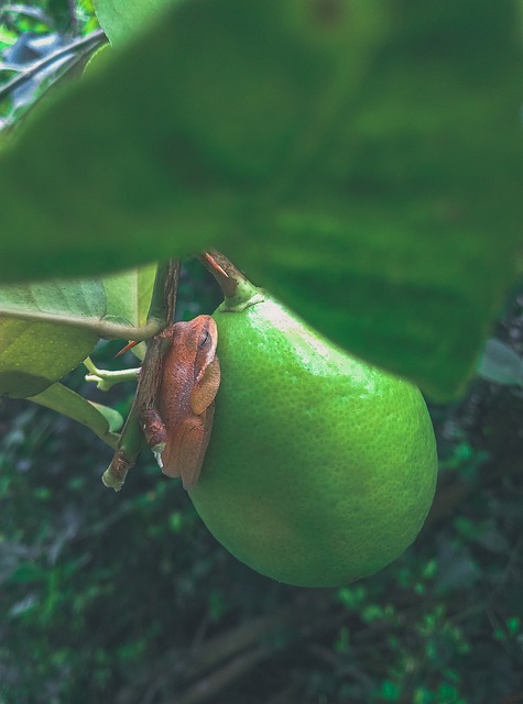 Free Lemon Frog photo and picture