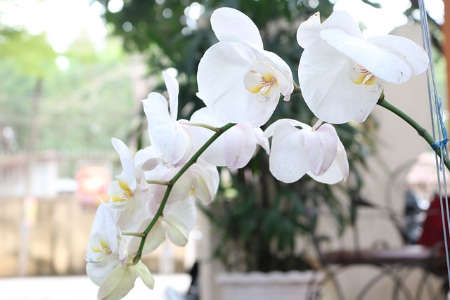 ดอกไม้, ข้างนอก, ธรรมชาติ