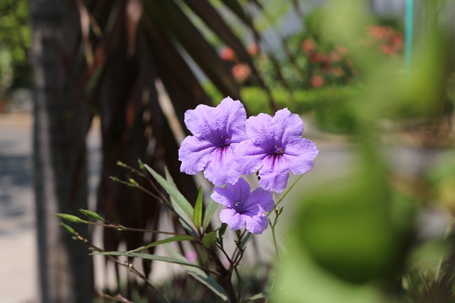 ดอกไม้, ดอกไม้สีม่วง, บาน, เบ่งบาน