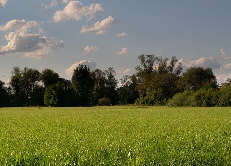 Wiese, Gras, Landwirtschaft, Wolken