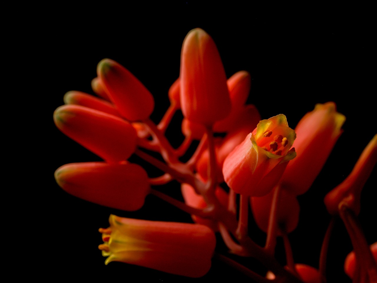 Flower Buds Bells Free photo on Pixabay Pixabay