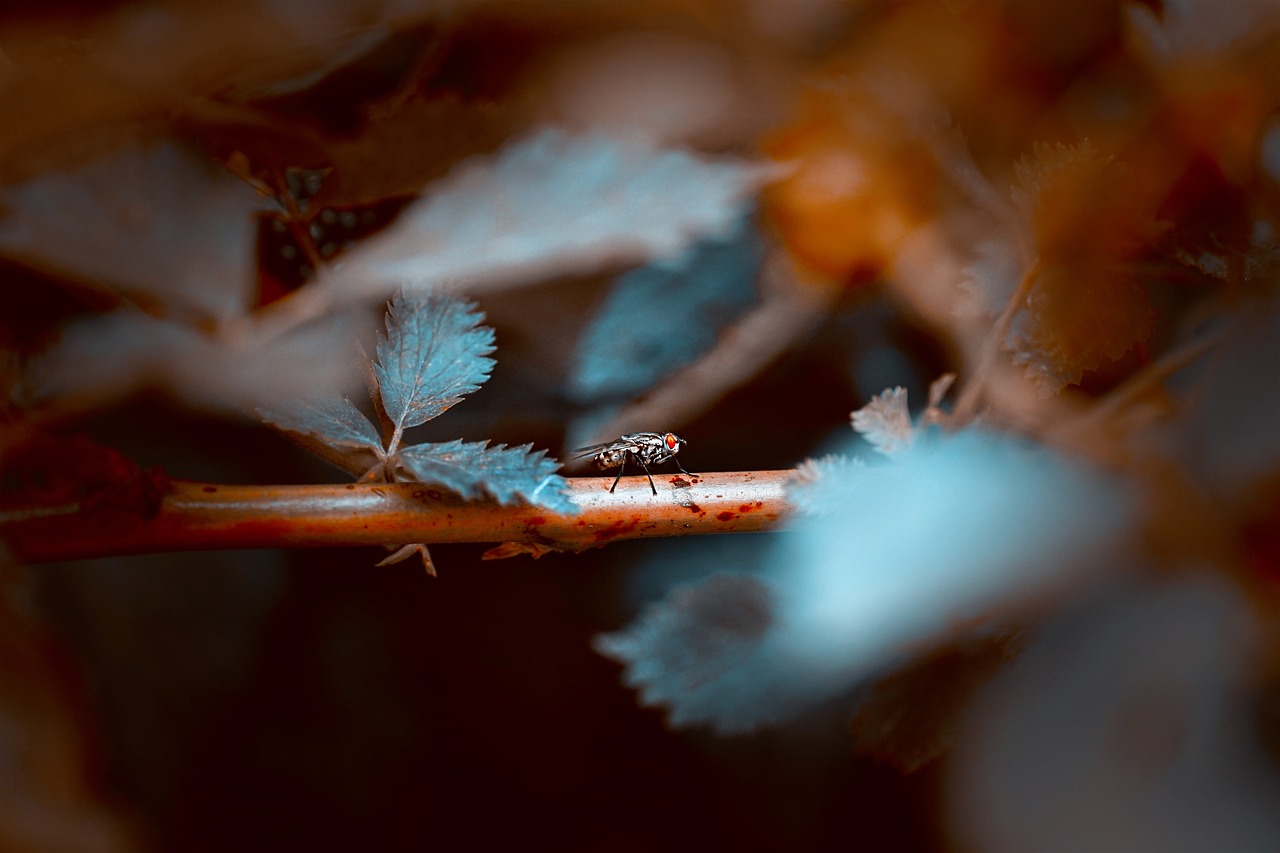 飞 昆虫 自然 - Pixabay上的免费照片 - Pixabay