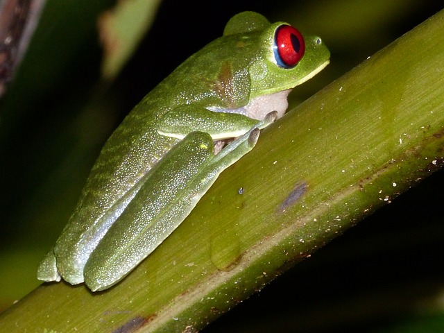 Free Tree Frog Red-Eyed Tree Frog photo and picture