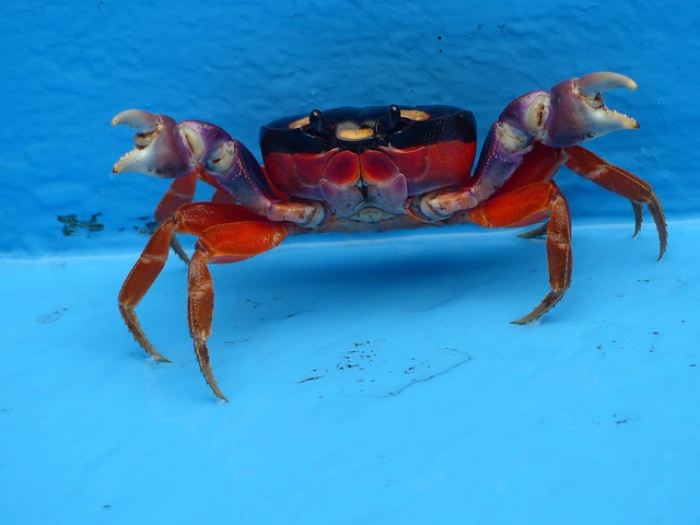 Free Crab Cancer photo and picture