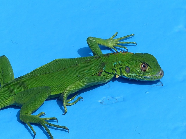Free Green Iguana photo and picture